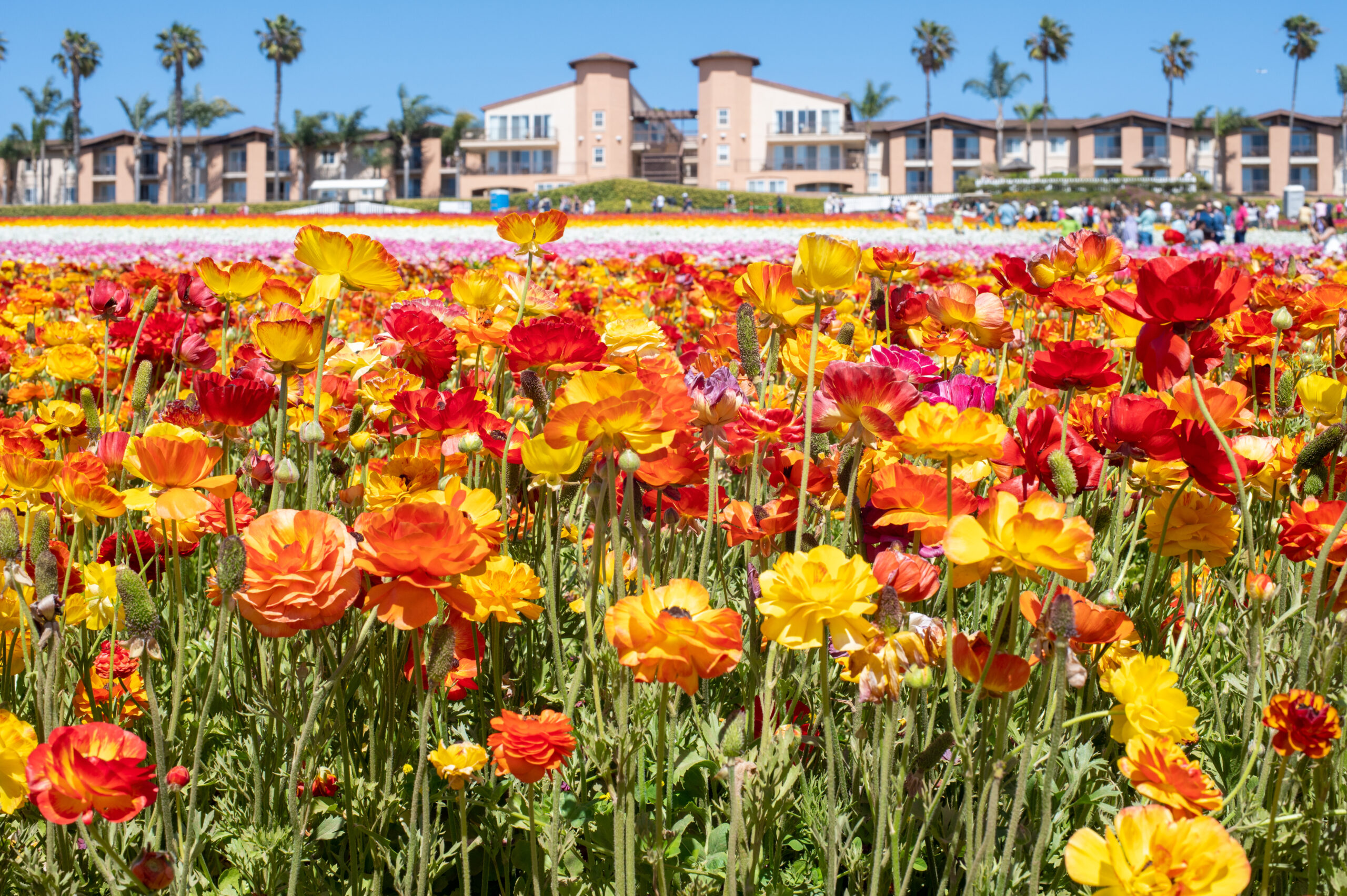 Flowers at Carlsbad Flower Fields, Carlsbad, CA